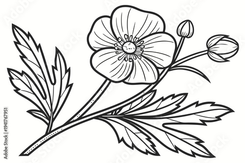 coloring page line art the buttercup flower black vector
