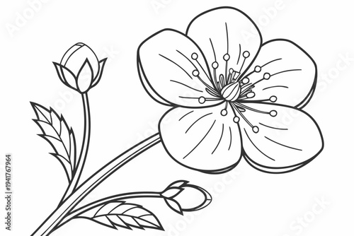 coloring page line art the buttercup flower black vector