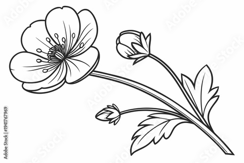 coloring page line art the buttercup flower black vector