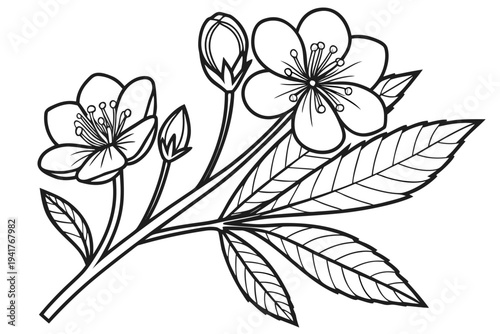 coloring page line art the buttercup flower black vector