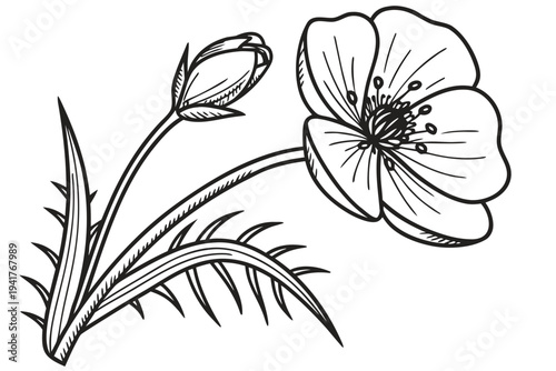 coloring page line art the buttercup flower black vector