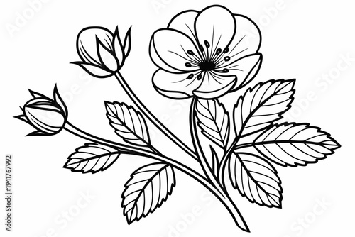 coloring page line art the buttercup flower black vector