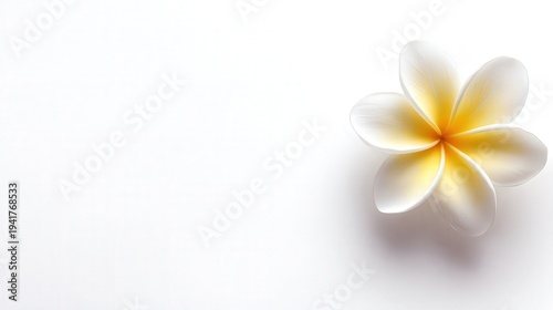 A delicate plumeria flower sits gracefully against a soft white background, ideal for wellness, relaxation, or nature-themed projects