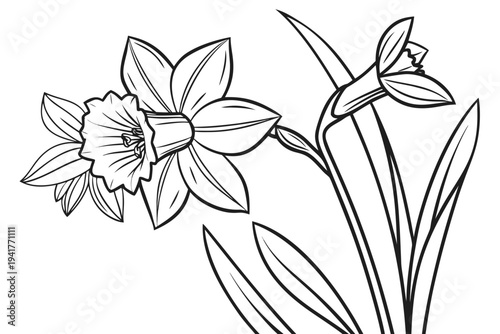coloring page line art the daffodil flower black vector
