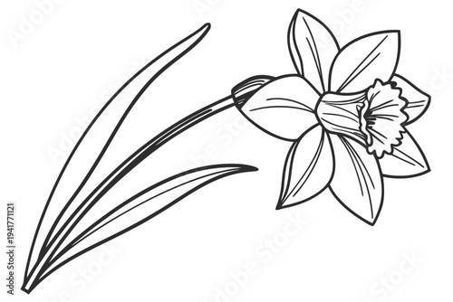 coloring page line art the daffodil flower black vector