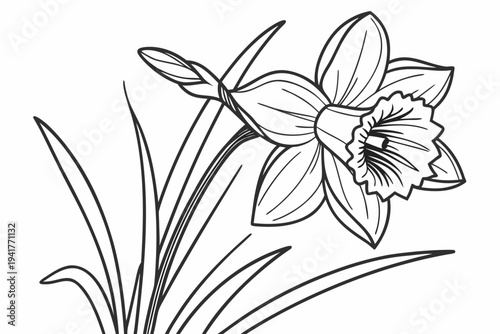 coloring page line art the daffodil flower black vector