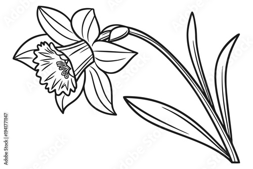 coloring page line art the daffodil flower black vector