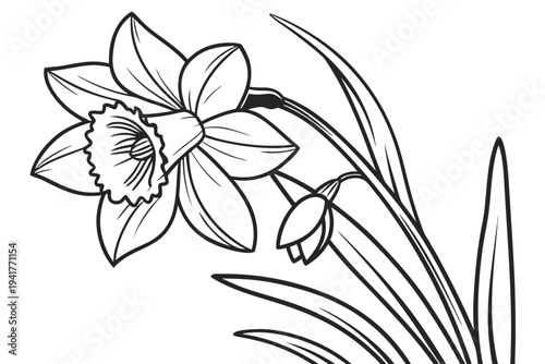 coloring page line art the daffodil flower black vector