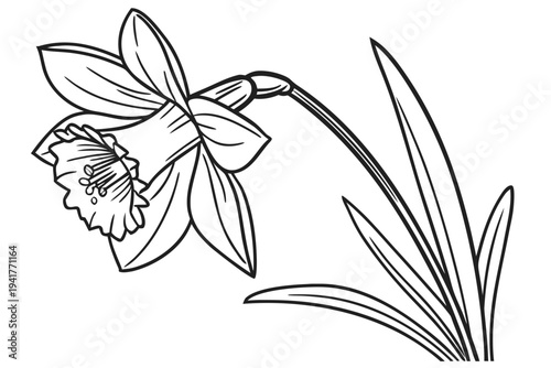 coloring page line art the daffodil flower black vector