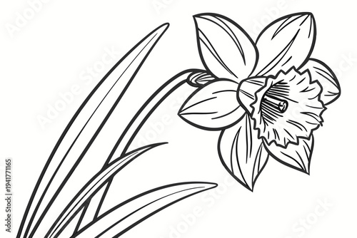 coloring page line art the daffodil flower black vector