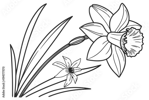 coloring page line art the daffodil flower black vector