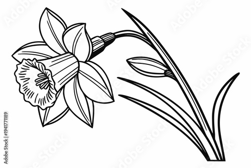 coloring page line art the daffodil flower black vector