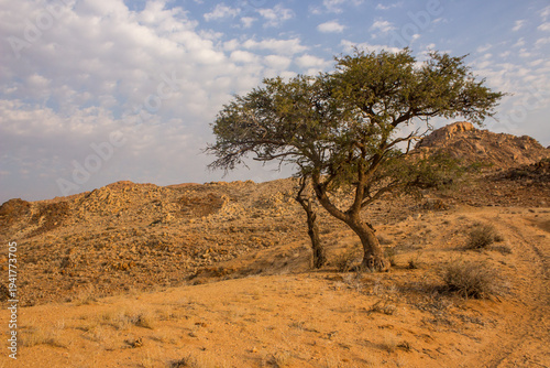 Fotografie A small Kalahari sand acacia, Acacia luederitzii, growing on a ridge in the apparent barren and inhospitable landscape of the Aus mountains in the Sperrgebiet Rand Park, Namibia