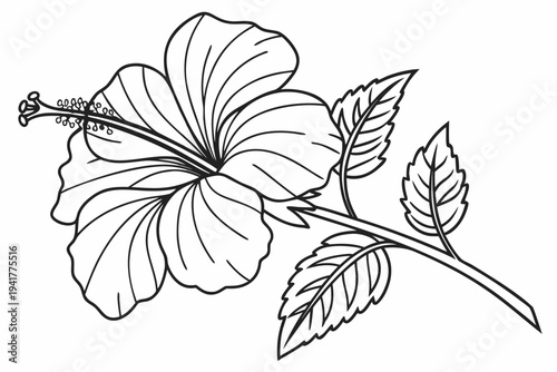 coloring page line art the hibiscus flower black vector