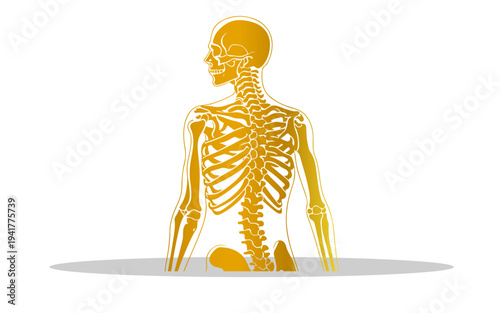 Good Detailed human skeleton illustration