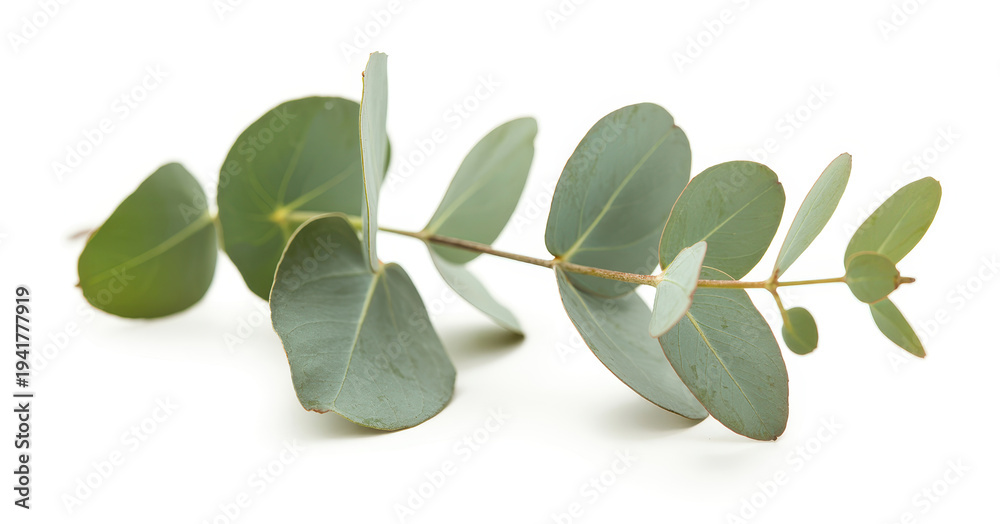 Fototapeta premium Eucalyptus branch with green leaves on white background