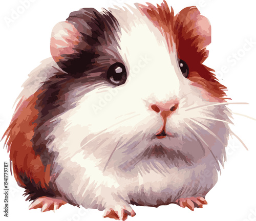 Vector watercolor illustration of guinea pig