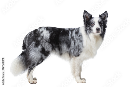 Fotografía Majestic blue merle Border Collie dog standing gracefully, full body portrait is