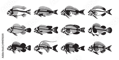 Assorted fish skeletons collection for creative projects and graphic design needs