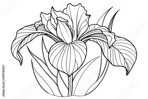 coloring page line art the iris flower black vector