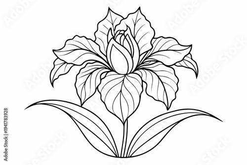 coloring page line art the iris flower black vector