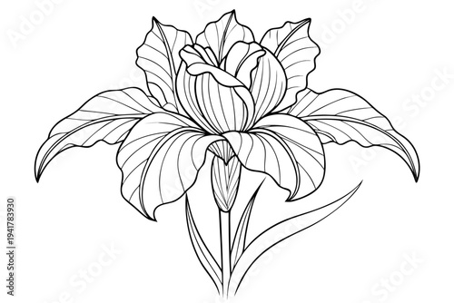 coloring page line art the iris flower black vector