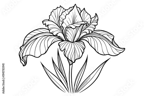 coloring page line art the iris flower black vector