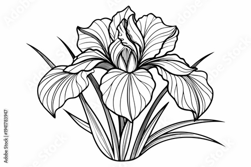 coloring page line art the iris flower black vector