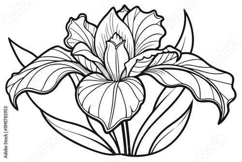coloring page line art the iris flower black vector