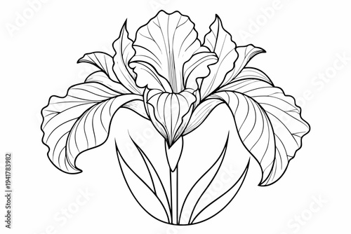 coloring page line art the iris flower black vector