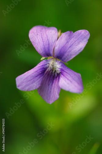 Close-up of a wild common violet flower on a natural green background, showing its bearded petals