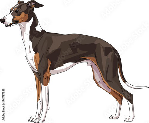 Elegant tricolor greyhound sighthound dog vector illustration standing in profile view isolated on white background for pet and animal designs
