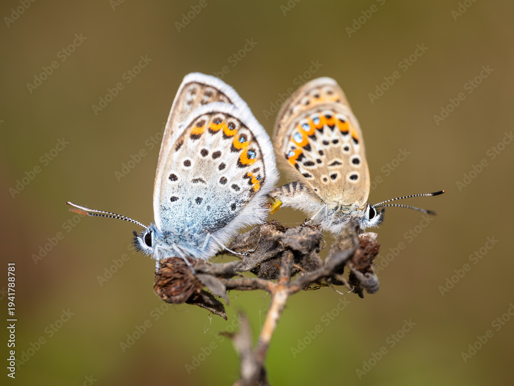 Fototapeta premium Silver-studded Blue Butterflies Mating. Side View.