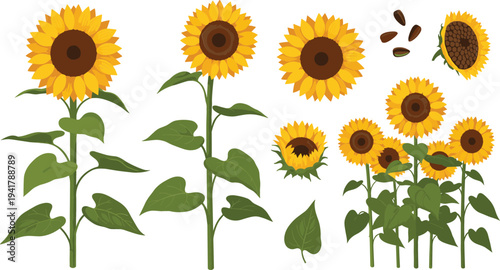 Sunflower Plant Vector Set with Blooming Flowers, Leaves and Seeds Botanical Garden Illustration