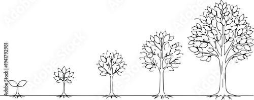 Growth stages of trees from sapling to maturity
