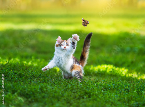 A cute kitten on the green grass in a summer garden catches a flying butterfly with its paw