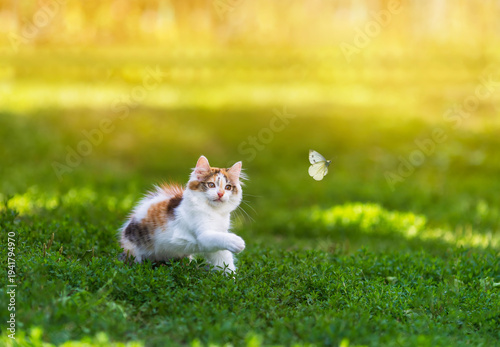 A cute kitten on the green grass in a summer garden catches a flying butterfl...