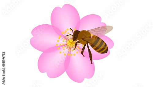Bee Pollinating a Pink Cherry Blossom Flower in Springtime.
