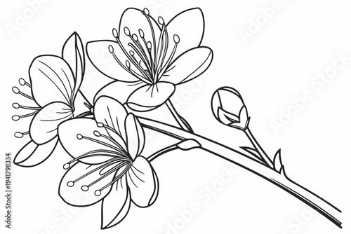 coloring page line art the saffron flower black vector