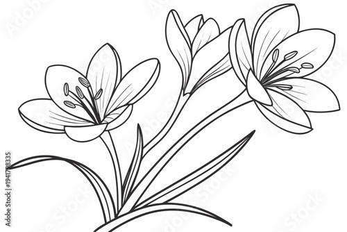 coloring page line art the saffron flower black vector