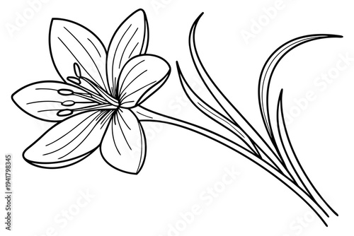 coloring page line art the saffron flower black vector