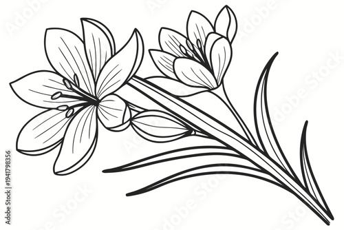 coloring page line art the saffron flower black vector