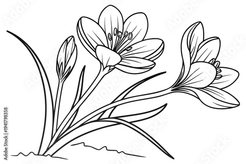 coloring page line art the saffron flower black vector