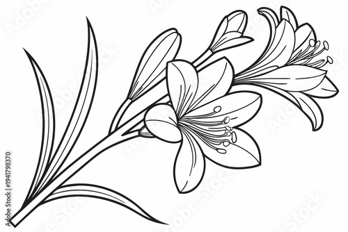 coloring page line art the saffron flower black vector