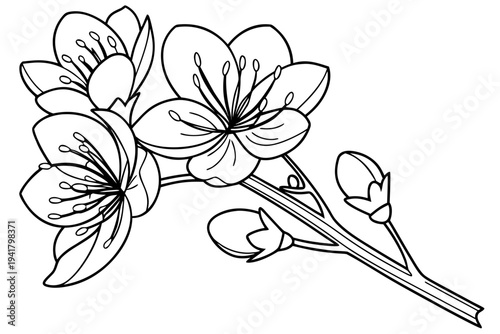 coloring page line art the saffron flower black vector
