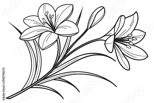 coloring page line art the saffron flower black vector
