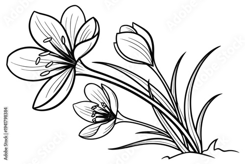 coloring page line art the saffron flower black vector