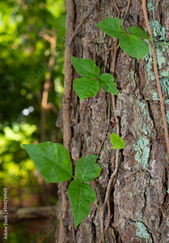 Bark on a large tree with poison ivy clinging