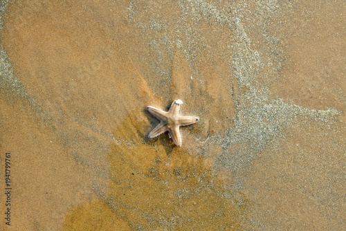 Photography Small starfish on beach sand