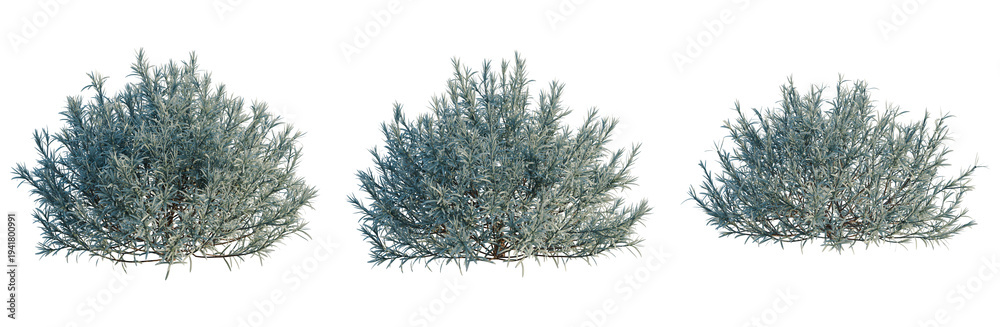Obraz premium Helichrysum italicum tree, elevation, front view, cutout, transparent background, isolate, Detailed close-up of a vibrant green juniper bush with intricate branch detail and rich texture.